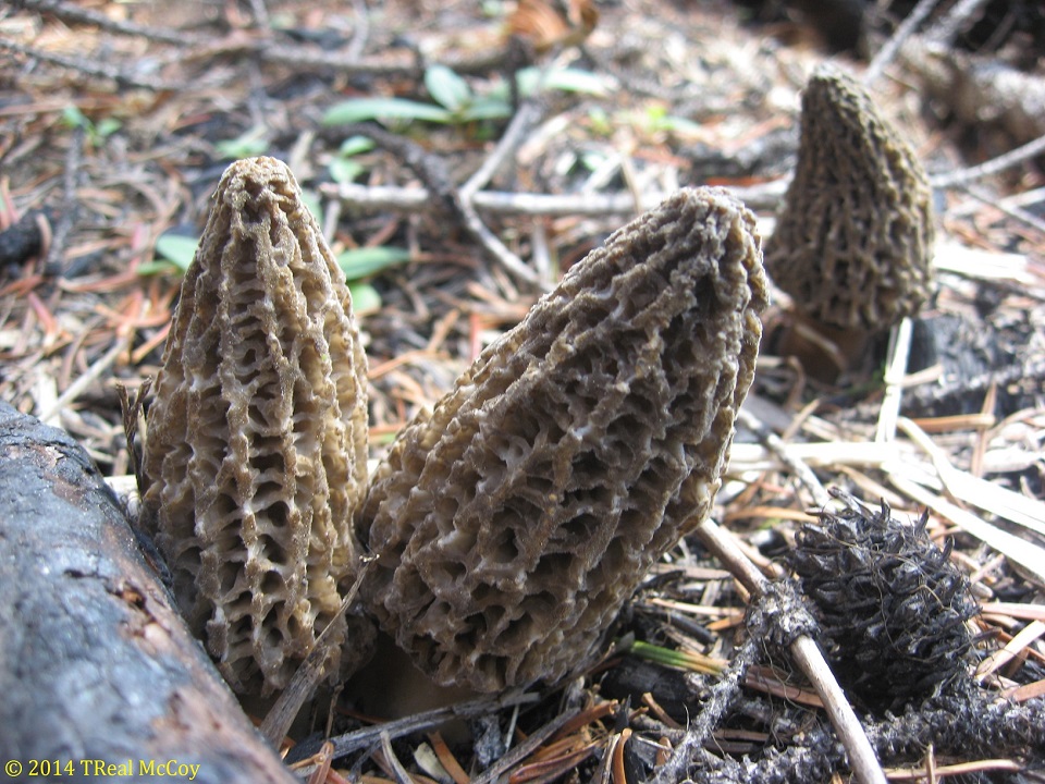 Morels